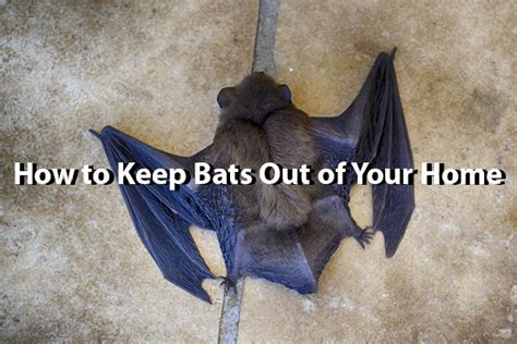 Magical Remedies to Repel Bats and Protect Your Family